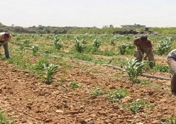 قرارات مجلس إدارة الهيئة العامة لمشروعات التعمير والتنمية الزراعية ملزمة للجميع