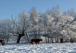 البرد يحصد ارواح 10 ضحايا جدد في بولندا