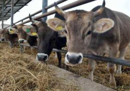 التموين تعلن زيادة أرصدة الماشية السودانية إلى 72 الف رأس