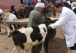 غلق أسواق الماشية بمنوف لظهور إصابات بالحمى القلاعية