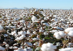 63.9 % زيادة بصادرات القطن في الربع الأول من الموسم الجديد