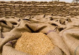 بدء الاستعداد لموسم توريد القمح المحلي بمحافظة دمياط