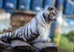 حديقة حيوانات ألمانية تعرض أشبالا نادرة