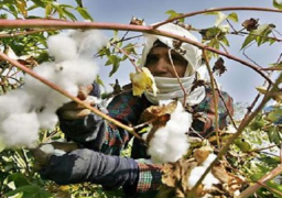 وزير الزراعة : نسعى لتحسين صفات جودة البذور