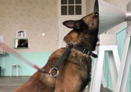 استخدام الكلاب فى تشخيص سرطان الثدى بدقة تصل لـ 100%