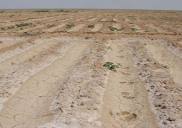 استعادة 2750 فدانا من مافيا الأراضي بالواحات البحرية