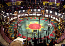 انتهاء 90% من أعمال تجديد السيرك القومي