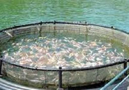 خريطة صنفية للأسماك لتوسيع استثمارات الاستزراع