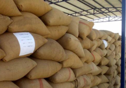 التموين تتسلم 150 طن قمح من المزارعين في أول أيام التوريد