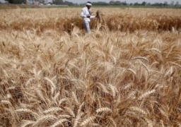 بدء موسم حصاد القمح بمحافظتي الشرقية ودمياط