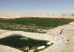 بالصور.. الجيش يضبط كمية من الذخائر ويدمر 14 مزرعة “بانجو” بسيناء