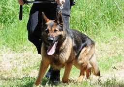 كلب يتسبب في إحباط مخطط إرهابي بنيويورك