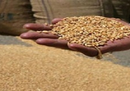 المصيلحي: انتهاء موسم توريد القمح بنجاح وسداد 13 مليار جنيه للمزارعين والفلاحين