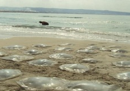 التعليم العالى : تجميع عينات من قناديل البحر وتحليلها وتحديد أماكنها بالشواطىء