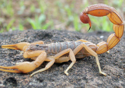 علماء يطورون “آلة” لاستخلاص سم العقارب للاستفادات العلمية