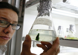 علماء ينتجون وقود للسيارات من الطحالب