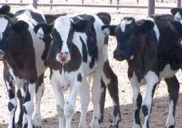 قروض بـ21 مليون جنيه لـ148 عميلا بمشروع البتلو