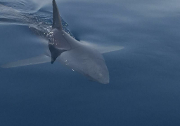 معهد علوم البحار ينفي رصد قرش “الماكو” بالعين السخنة