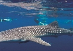 وزير البيئة يعلن رصد القرش الحوتى على شواطىء البحر الأحمر