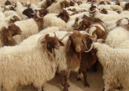 30 ألف رأس من الأضاحي متبقية بجمعيات الثروة الحيوانية