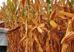 زراعة 3.5 الف فدان بالذرة الصفراء في دمياط