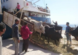 طرح 49 ألف رأس من العجول والأغنام البلدية بأسعار مخفضة