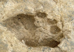 اكتشاف 19 مقبرة من العصر الحجري الحديث بالصين