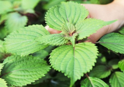 الريحان .. لعلاج عسر الهضم والإرهاق والضغوط النفسية