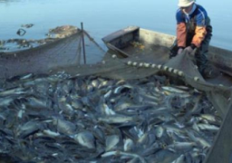 إطلاق إشارة بدء موسم الصيد بخليج السويس والبحر الأحمر