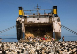 نقل 17.5 ألف رأس ماشية حية نهريا خلال أغسطس