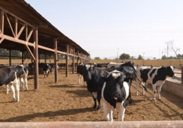 وزارة الزراعة تبدأ صرف قروض المرحلة الثانية لمشروع “البتلو” بعد العيد