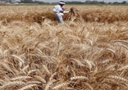 وزير الزراعة يكلف”مركز البحوث” بإعداد خريطة صنفية لتقاوي القمح