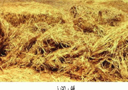 “الزراعة” تنتهي من تدوير 9 آلاف طن من قش الأرز