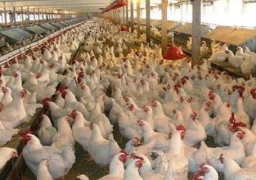 اغلاق 4 مزارع للدواجن بشبين الكوم