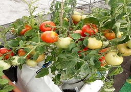 الإمارات تثمن جهود مصر لضمان سلامة المنتجات الزراعية