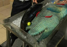 فندق سياحي بمرسى علم يعرض سمكة مهددة بالانقراض في بوفيه المطعم.. وألمان ينشرون الصورة على “فيسبوك” | صور