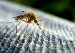 دراسة : البعوض أذكى بكثير مما نتصور