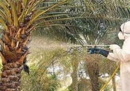 بدء حملة مكافحة سوسة النخيل بمطروح