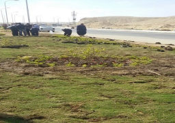 الإسكان: زراعة وتجميل المدخل الشرقي لمدينة المنيا الجديدة