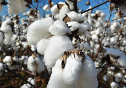 37 % تراجعا في صادرات القطن