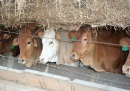 توفير 255 مليون جنيه لمشروع البتلو في 20 محافظة