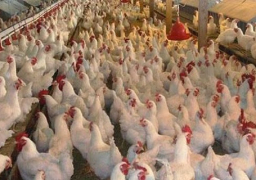 طرح 28 طن دجاج وأسماك مارس المقبل بقنا