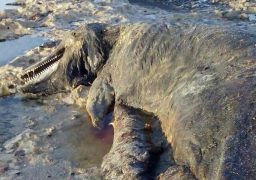 محميات البحر الأحمر تعلن العثور على “القاتل الكاذب” في رأس غارب