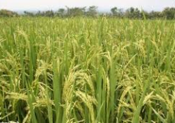 “الرى”: لم نتراجع عن قرار تخفيض المساحة المحددة لزراعة الأرز الموسم الحالى