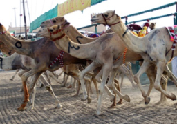 انطلاق المهرجان التاسع للهجن العربية بالشرقية