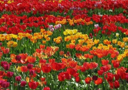 وزير الزراعة يفتتح الدورة 85 لمعرض «زهور الربيع» بحديقة الأورمان