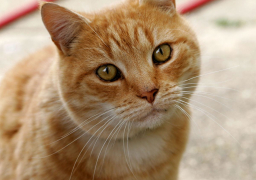 فندق لرعاية القطط في العراق