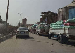 حصاد 78 ألف فدان قمح وتوريد 12208 طنا بأسيوط