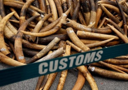 بريطانيا تعلن “أقوى” حظر لتجارة العاج