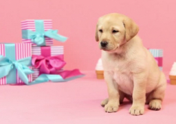 افتتاح محل لبيع الحلويات للكلاب في رومانيا